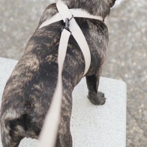 Lambwolf walking kit. Harness, collar, leash and hands free lead add on.